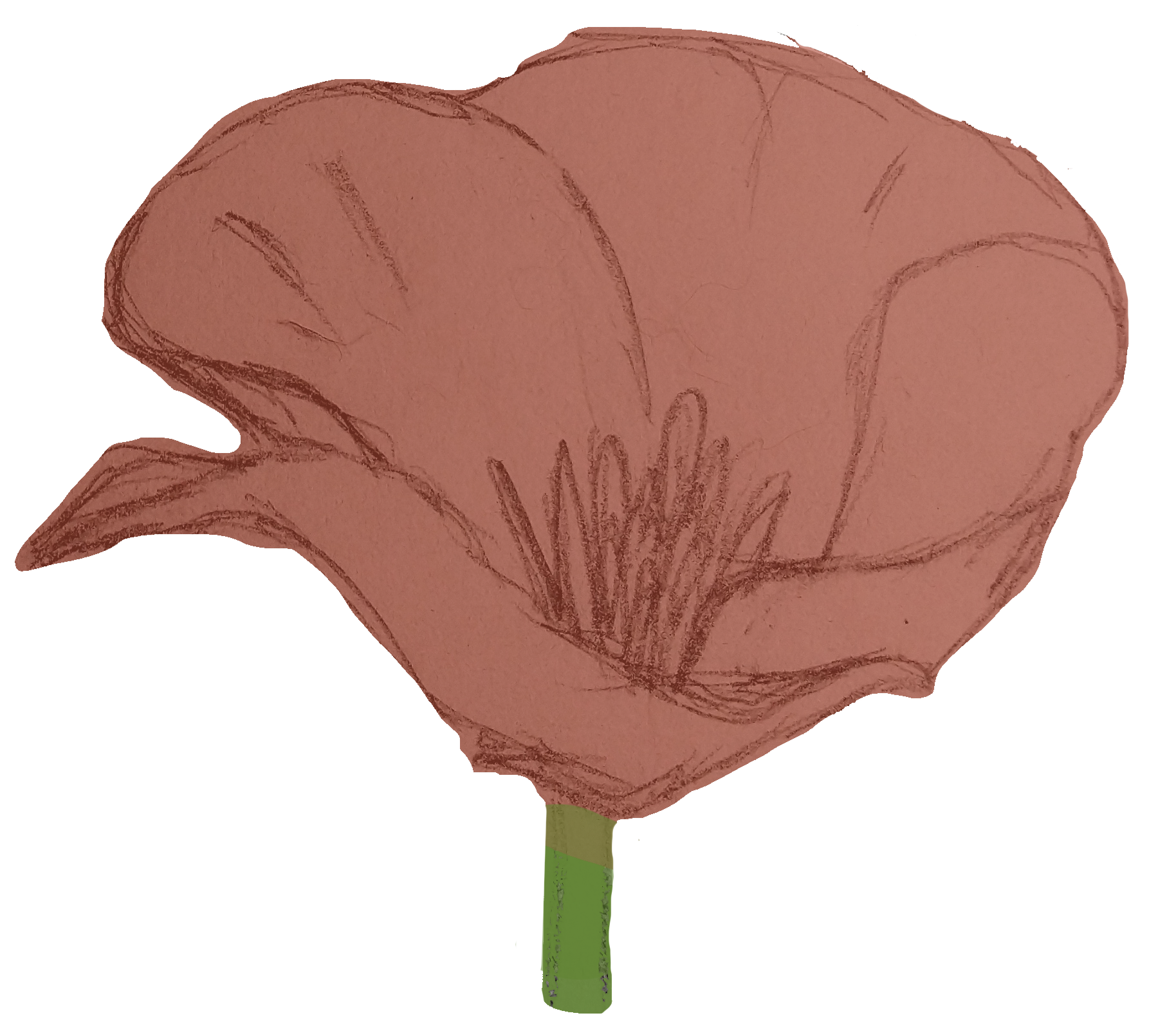 Poppy Drawing Honoring 'A'